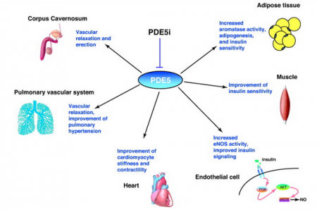 PDE5 Inhibitors (Phosphodiesterase Type 5) in Erectile Dysfunction ...